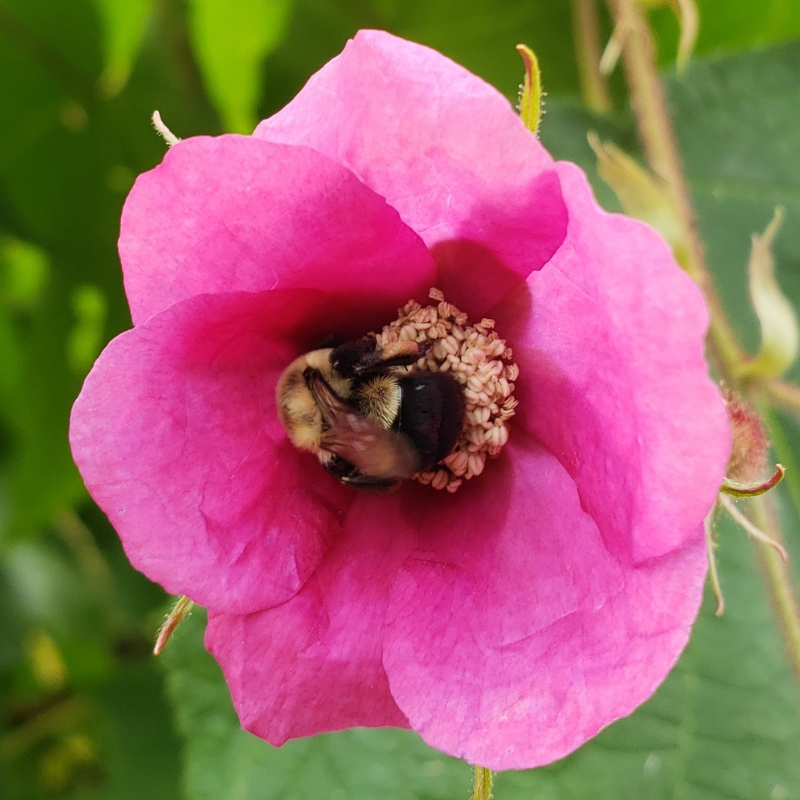 Buzz Pollination by a Bumblebee